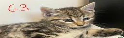 European cats for sale: Beautiful kittens for sale - Advert 14