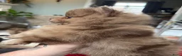 Pomeranian dogs for sale: 100% POM!🐻DNA&HEALTH TESTED!🧬 - Advert 13