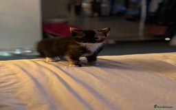 British Shorthair cats for sale: 2 Kittens left for sale! - Image 22