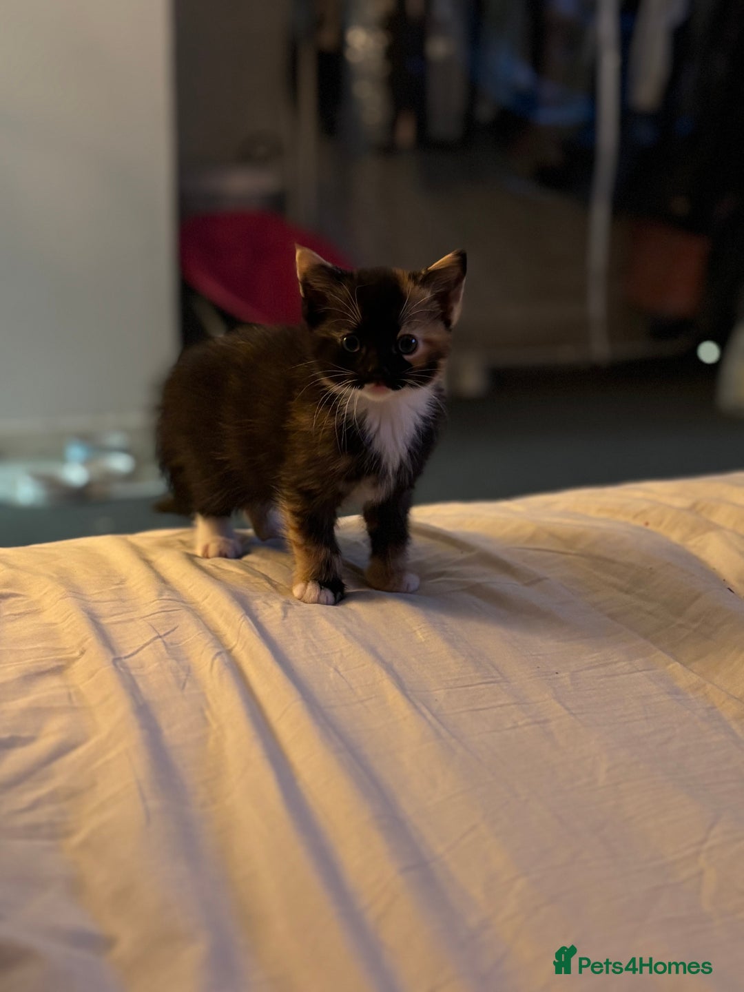 British Shorthair cats for sale: 2 Kittens left for sale! - Image 22