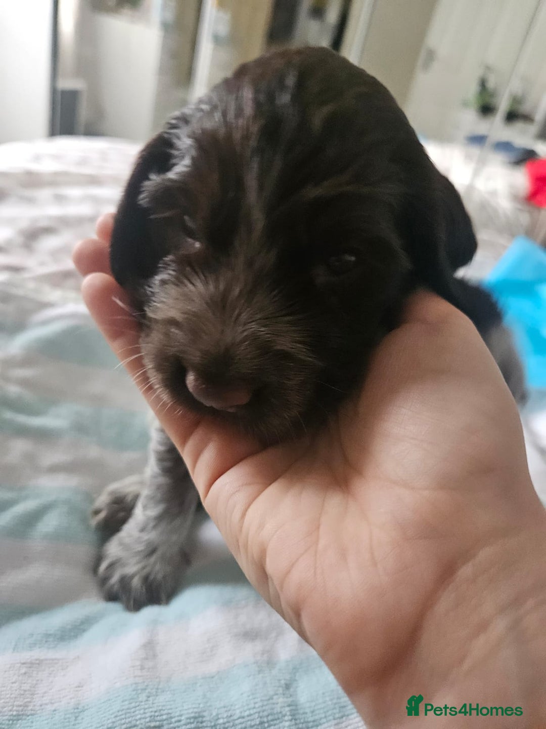 Cocker Spaniel dogs for sale: Show cocker spaniel  - Image 19