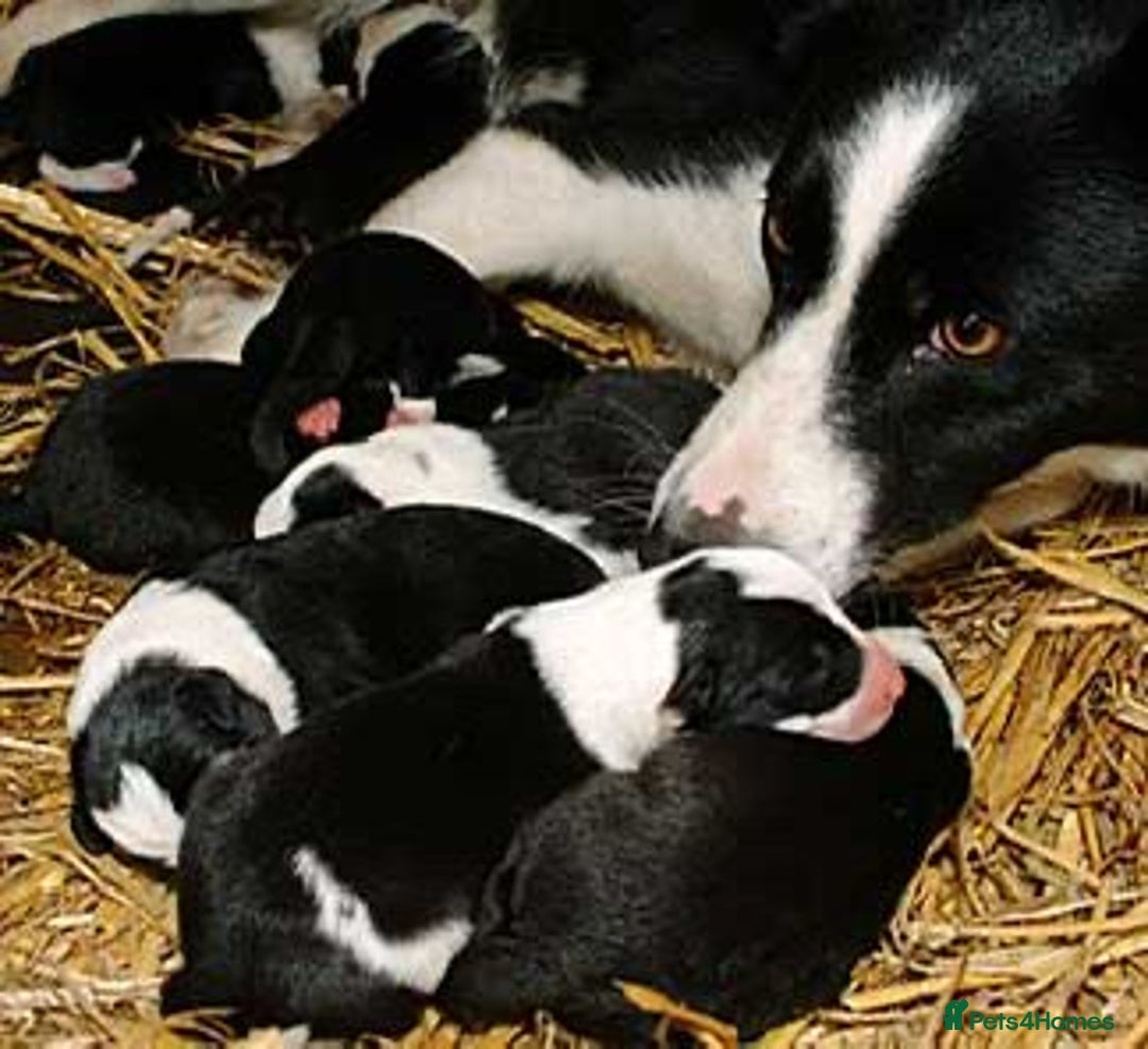 Border Collie dogs for sale: Beautiful girl non kc  - Image 4