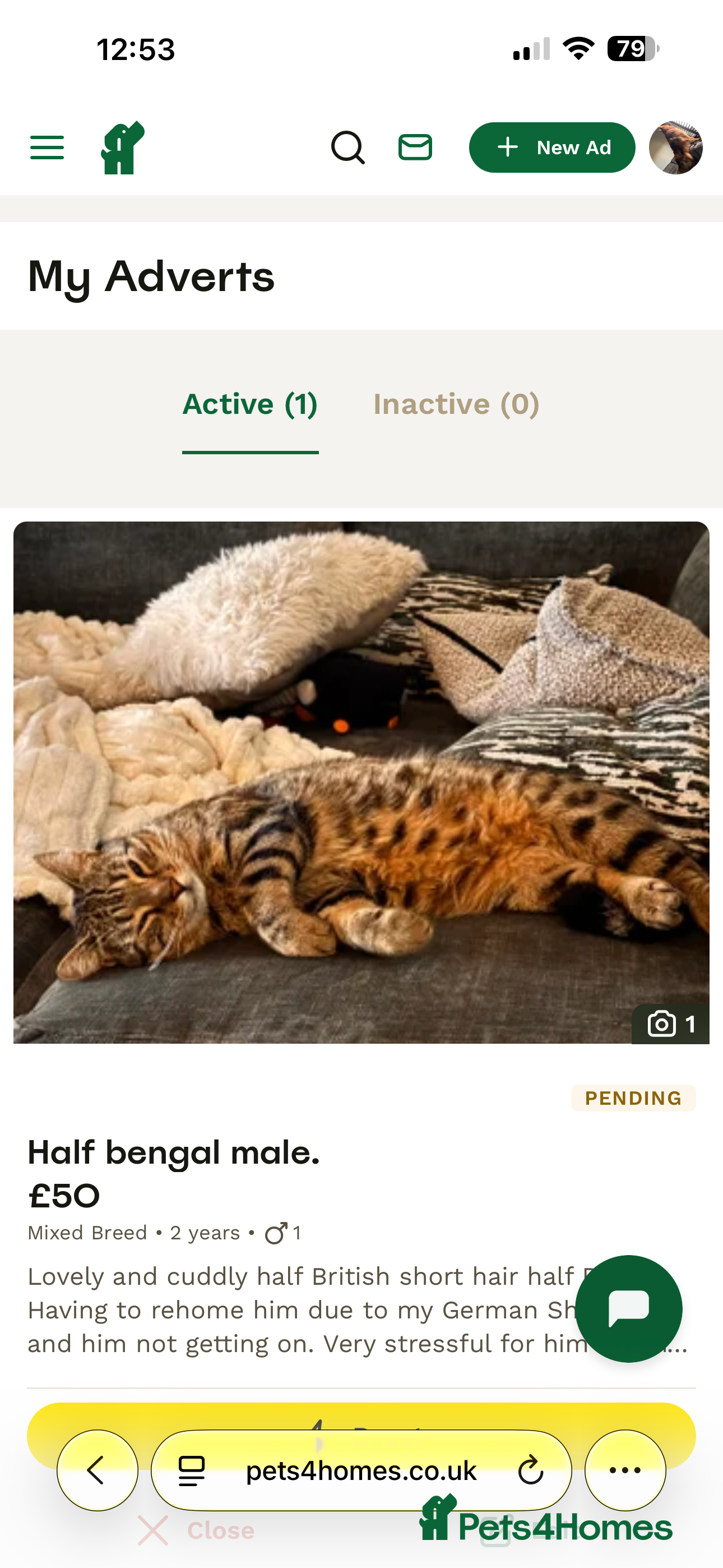 Mixed Breed cats Half Bengal boy looking for new home.  - Advert 2