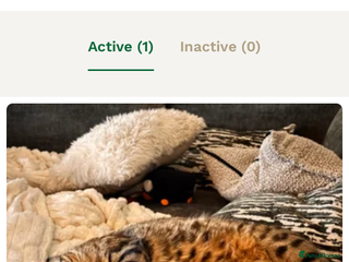 Mixed Breed cats Half Bengal boy looking for new home. - Advert 4