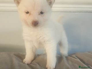 Japanese Shiba Inu dogs Japanese shiba inu - Advert 4