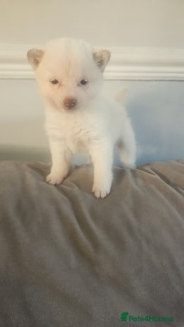 Japanese Shiba Inu dogs Japanese shiba inu - Advert 1