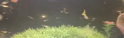 Plecos fish for sale: Albino bristlenose pleco babies and guppy fry  in Waterlooville - Advert 10