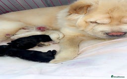 Chow Chow dogs for sale: Chow chow puppies - Image 2