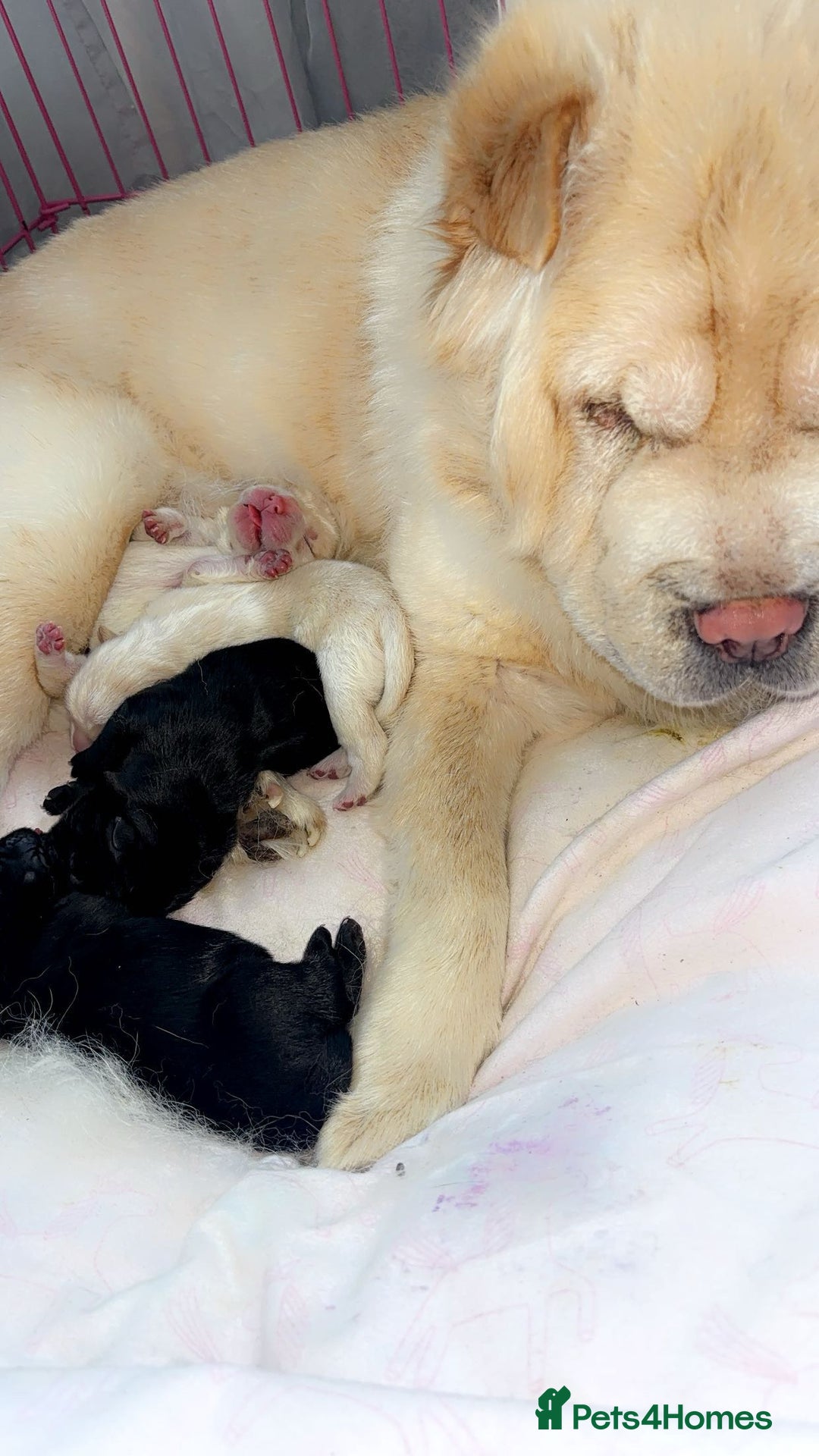 Chow Chow dogs for sale: Chow chow puppies - Image 2