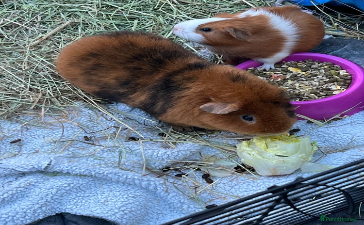 Guinea Pig rodents Mum & Baby female  - Advert 1