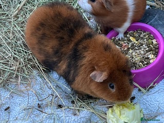 Guinea Pig rodents Mum & Baby female - Advert 1