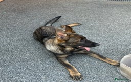 German Shepherd dogs for sale: ❤️ CAN YOU IMAGINE LIFE WITHOUT HER 🐾 😊❓  - Image 2