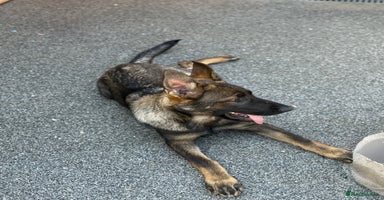 German Shepherd dogs - Advert 2