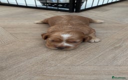 Cocker Spaniel dogs for sale: Cocker spaniels  - Advert 5