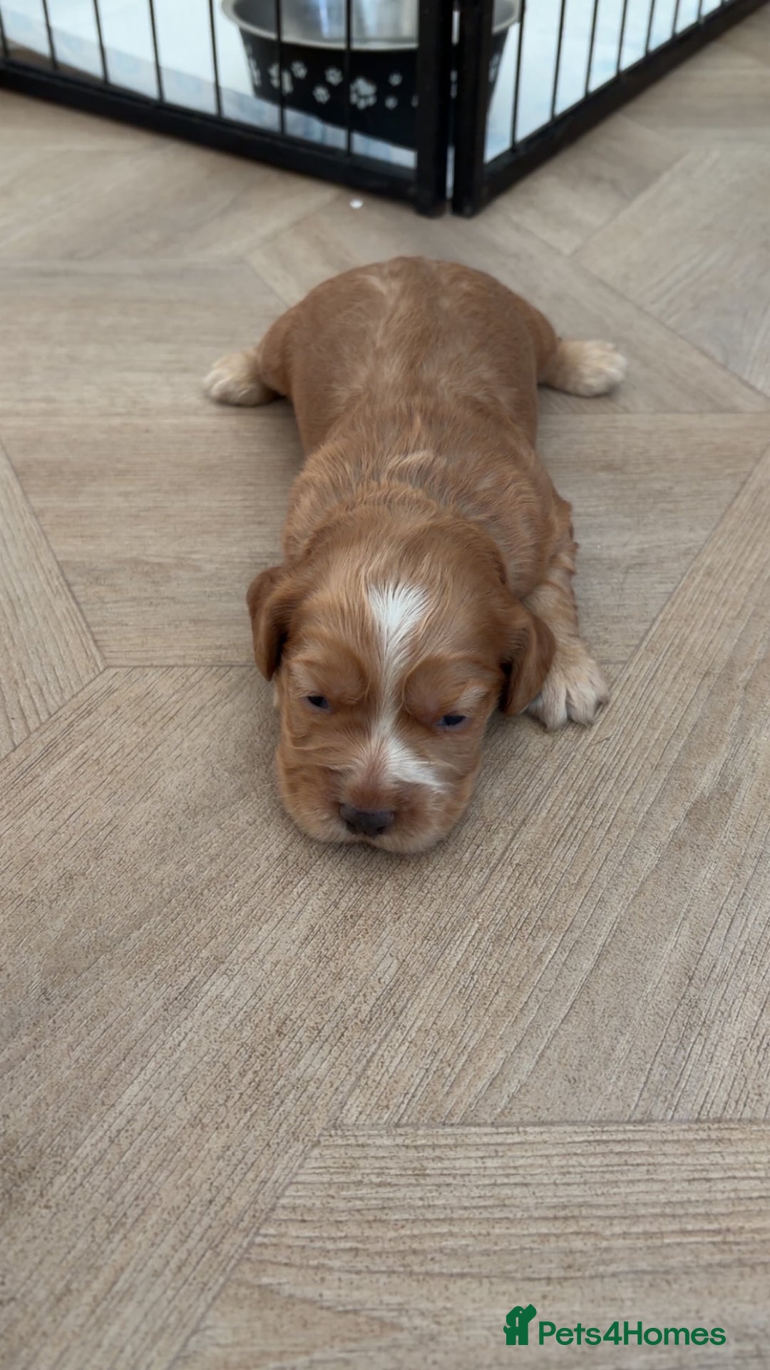 Cocker Spaniel dogs for sale: Cocker spaniels  - Advert 5