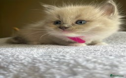 Ragdoll cats for sale: TICA registered pedigree Mink & blue point kittens - Image 23