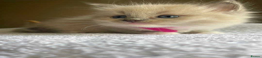 Pink - mitted blue mink GIRL
