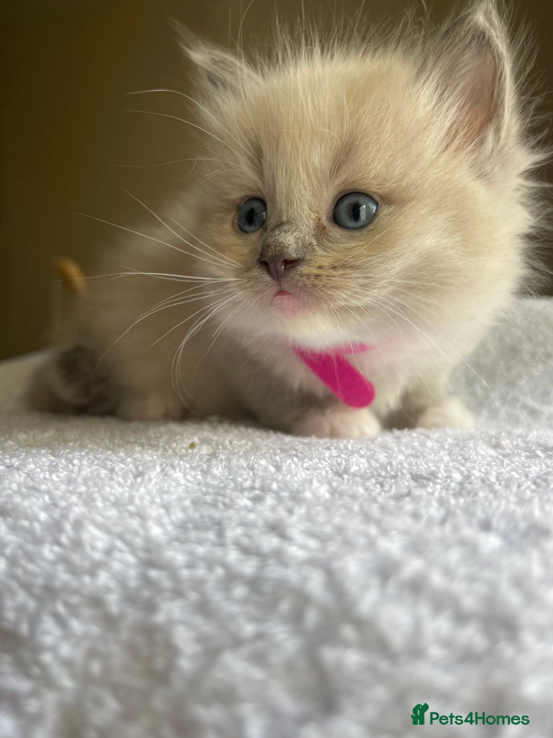 Ragdoll cats for sale: TICA registered pedigree Mink & blue point kittens - Image 23