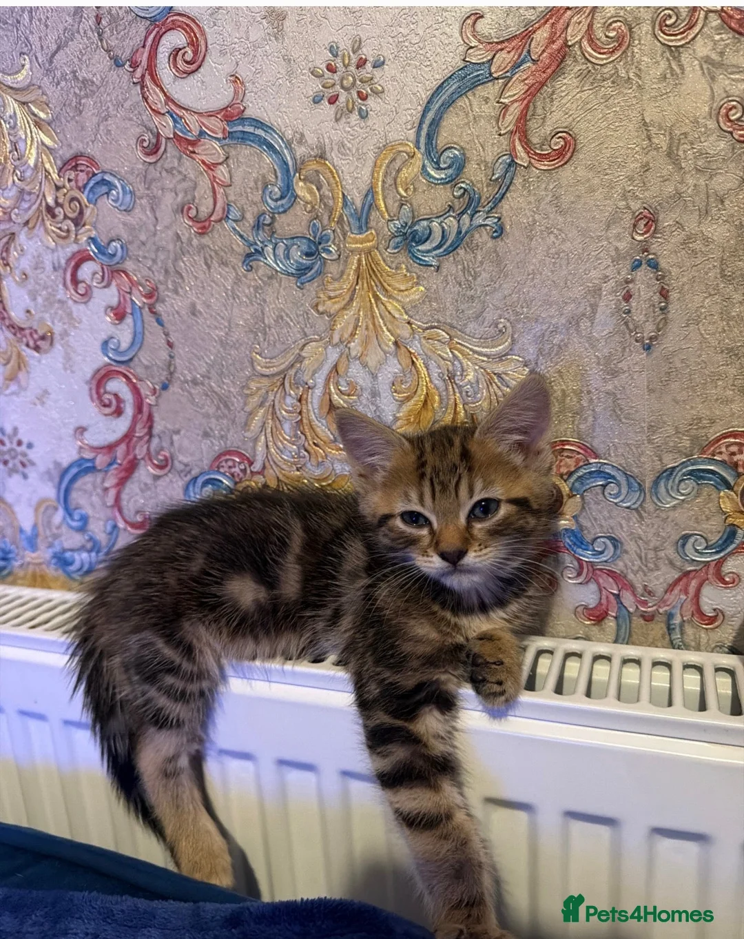 Mixed Breed cats for sale: Mix breed male cat  in Birmingham - Advert 2