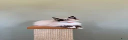 Ragdoll cats for sale: Beautiful Ragdoll Kittens - Advert 17