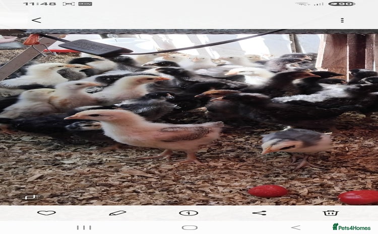 Chickens poultry - Advert 1