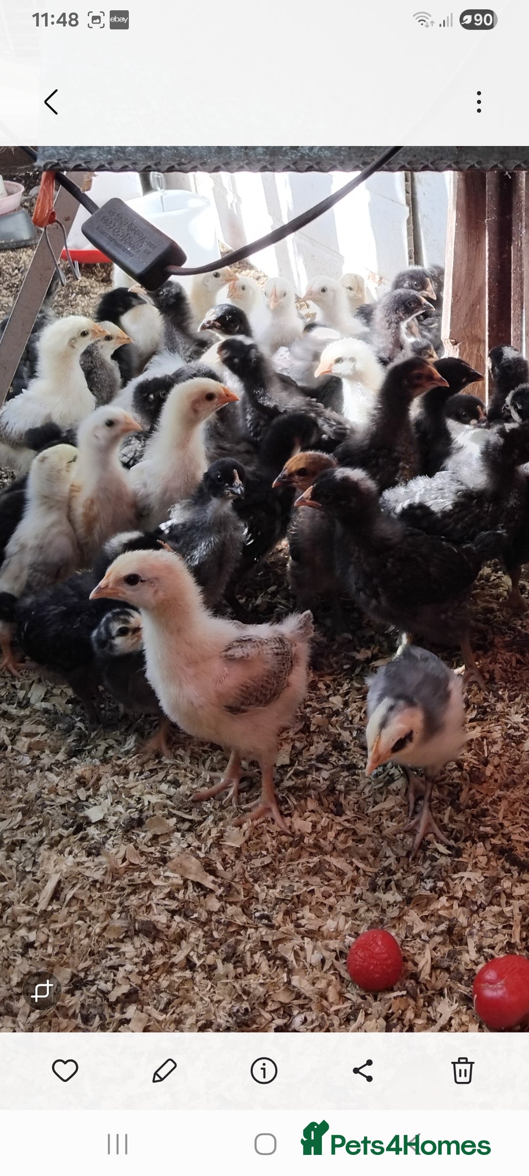 Chickens poultry for sale: Chicks - Image 1