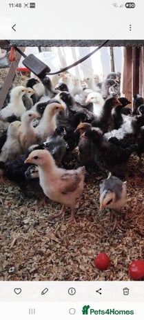 Chickens poultry - Advert 5
