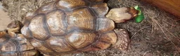 Tortoise reptiles for sale: Trio of sulcata tortoises  - Advert 4