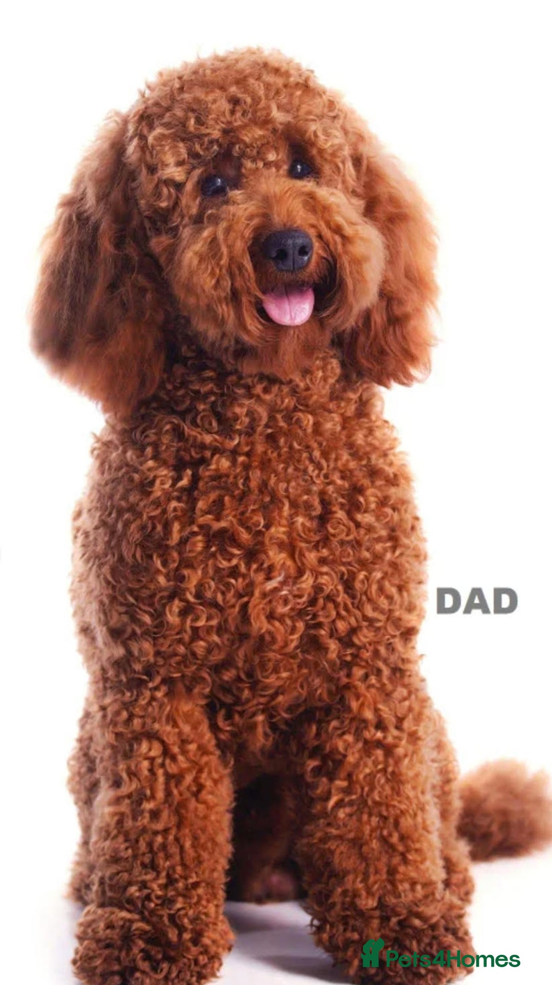 Mini Goldendoodle dogs for sale: Stunning home-bred F1 Goldendoodles,KC REG parents - Advert 8