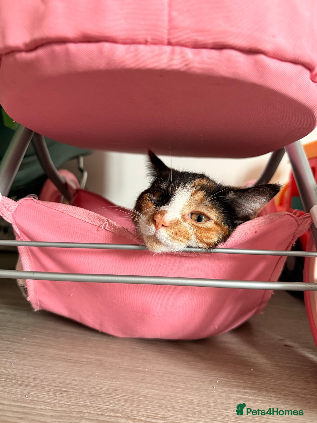 Mixed Breed cats for sale: Calico kittens both female  - Advert 3