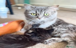 Russian Blue cats for sale: Maincoon Russian blue.  - Image 3