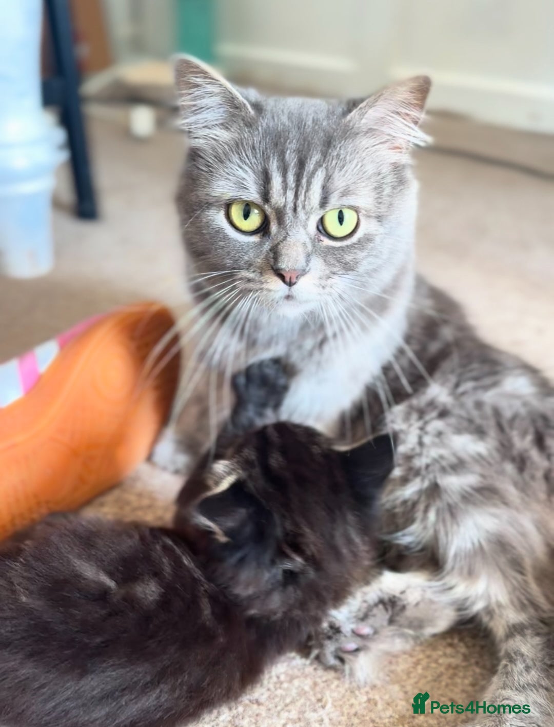 Russian Blue cats for sale: Maincoon Russian blue.  - Image 3