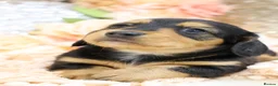Miniature Dachshund dogs for sale: KC Longhair Miniature Dachshund Puppies - Advert 4