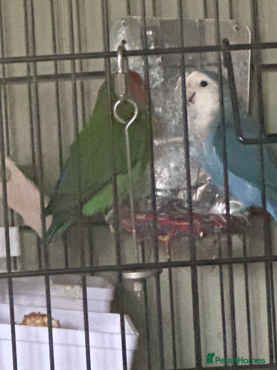Lovebirds birds for sale: 2 gorgeous love birds  - Image 3
