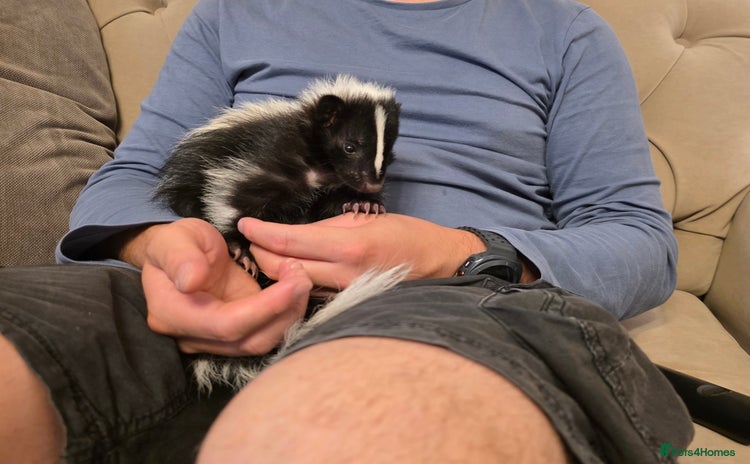 Ferret rodents in Ripley - Advert 1