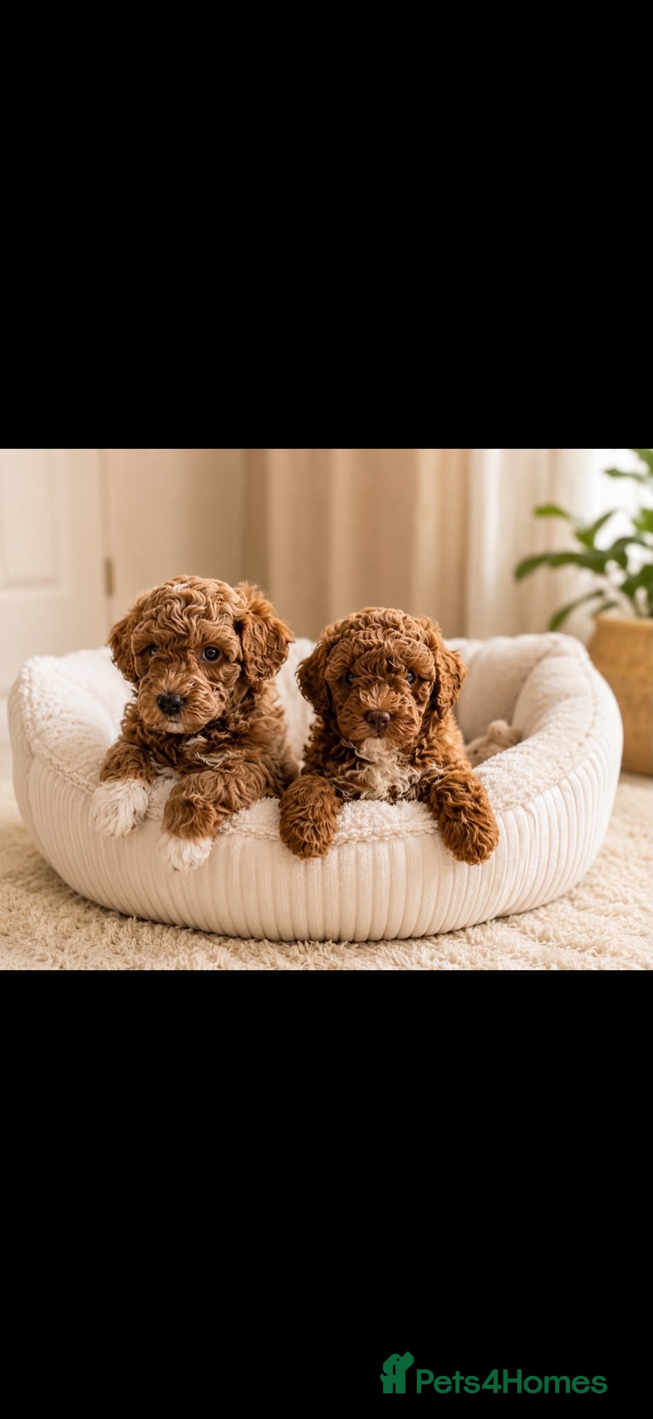 Poochon dogs Toy poodle/poochon pups for sale.  - Advert 2