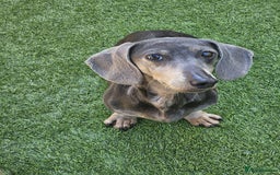 Miniature Dachshund dogs for sale: Blue tan dapple female - Image 6