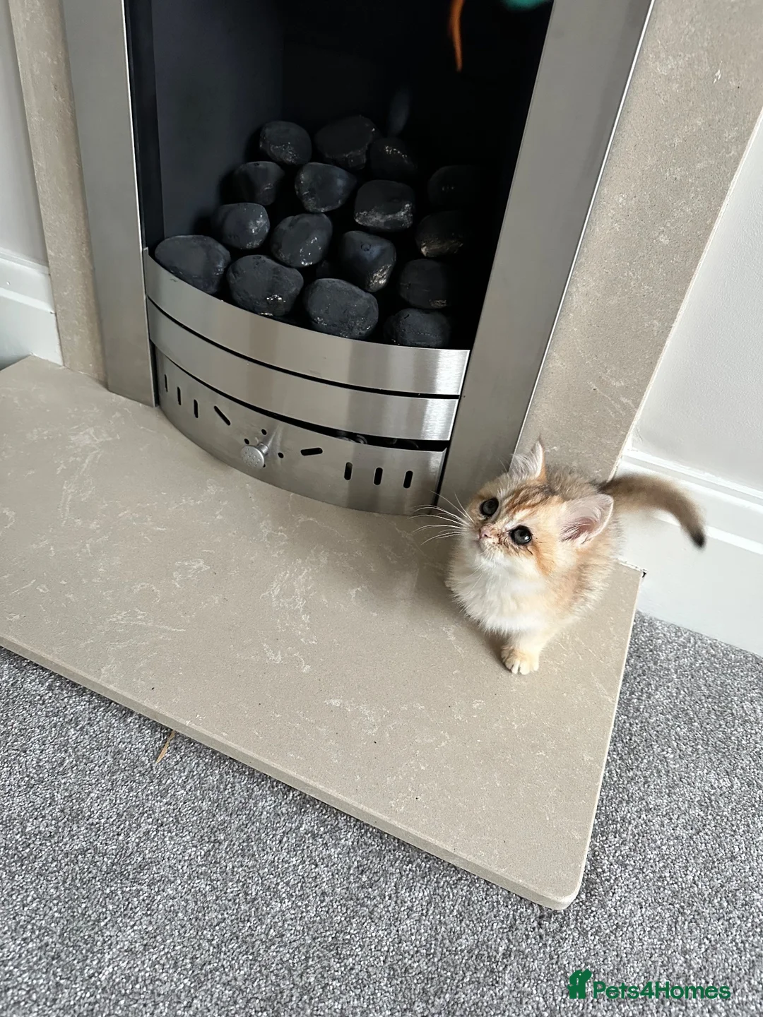 British Shorthair cats for sale: Golden British short hair for sale. Female - Advert 5
