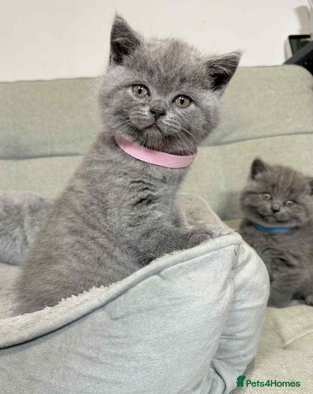 British Shorthair cats for sale: Chunky British Shorthair Blue Kittens 🐱💙 - Image 26
