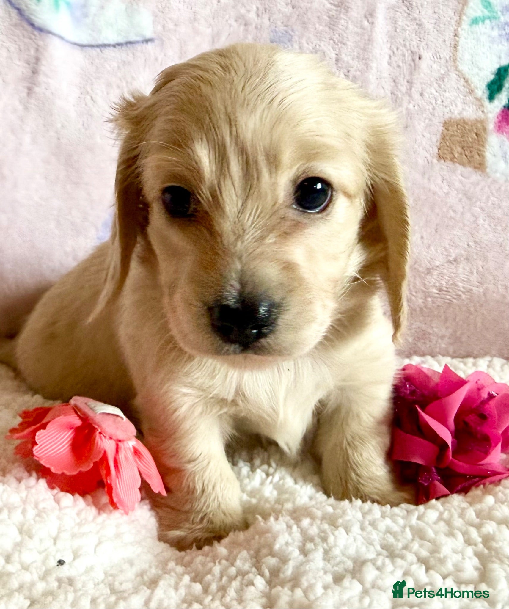 Miniature Dachshund dogs Ready now light cream tiny miniature dachshunds - Advert 1