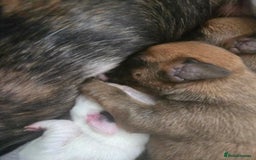 Boxer dogs for sale:  Only 2 girls left... 🥰 - Image 19