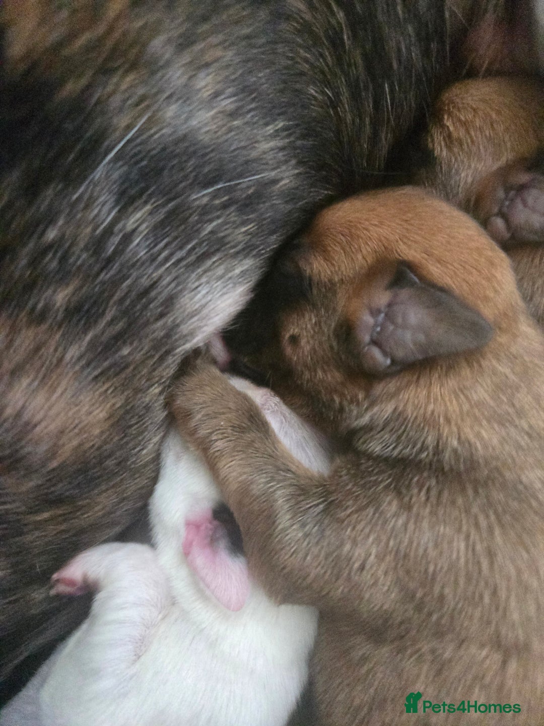 Boxer dogs for sale:  Only 2 girls left... 🥰 - Image 19
