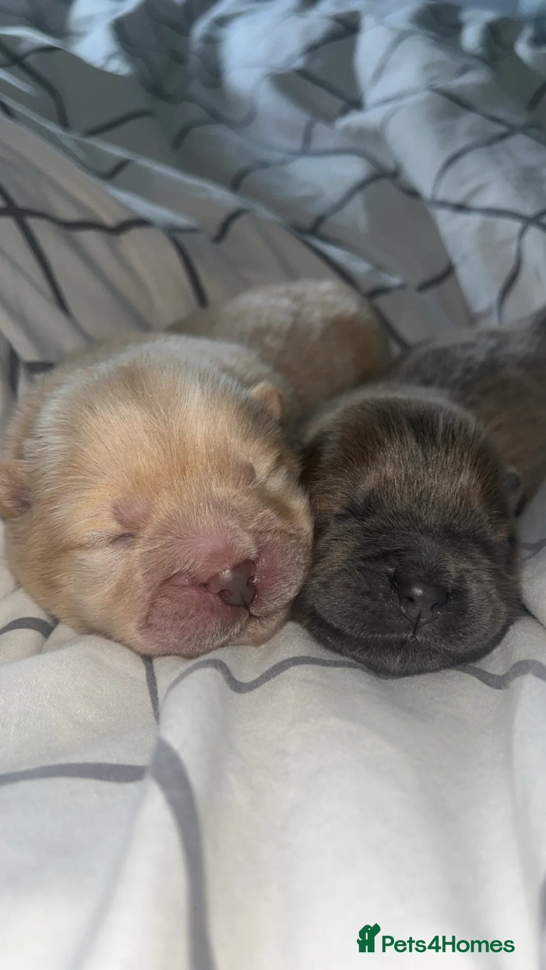 Chow Chow dogs for sale: Stunning Chocolate & Platinum pups - Advert 2