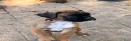 Boxer dogs for sale: READY NOW- Stunning boxer puppies - Advert 27