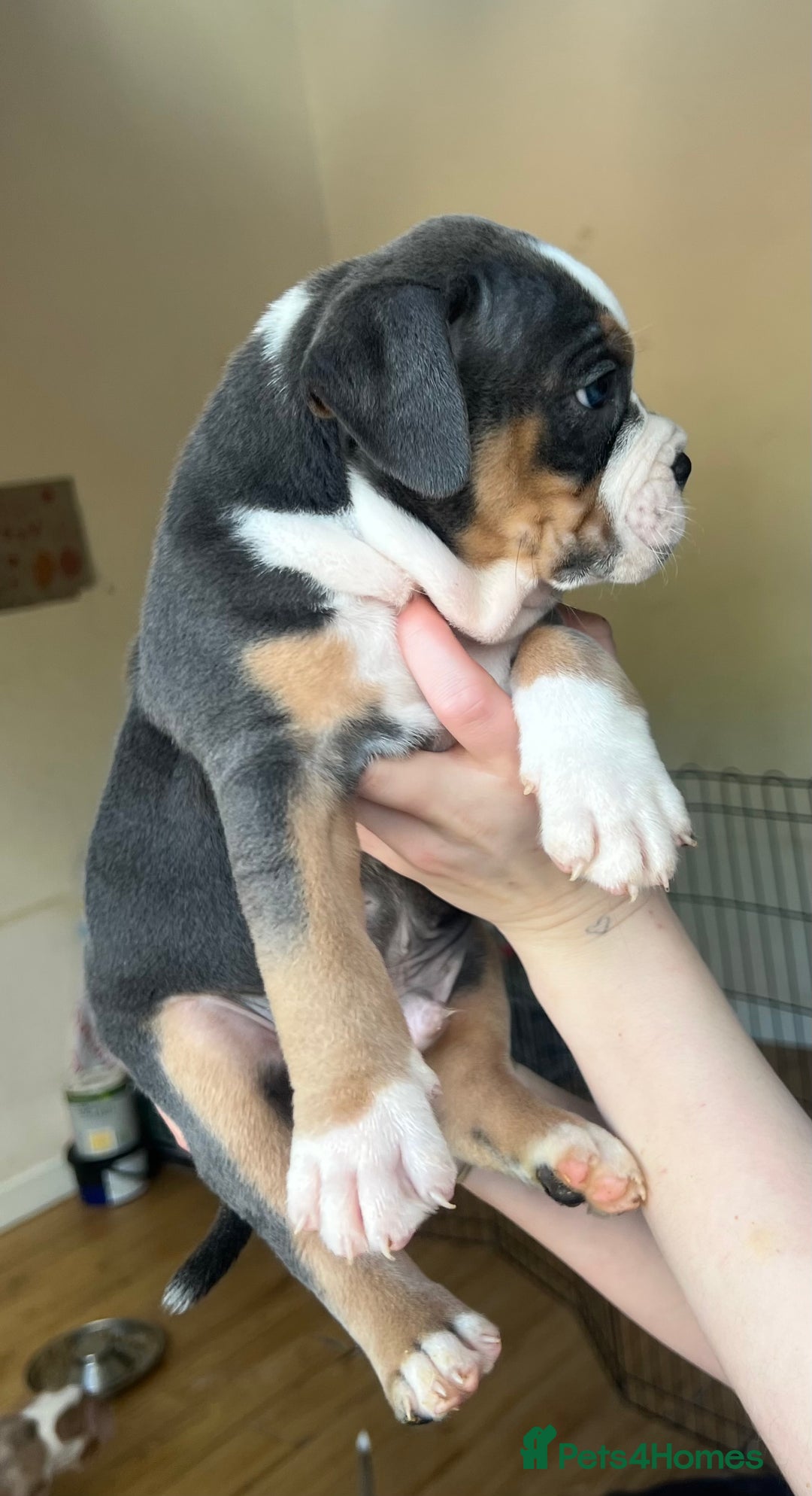 Mixed Breed dogs for sale: Olde Thyme English bulldog X New english bulldogs - Image 2