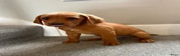Labrador Retriever dogs for sale:  Fox red  Labrador puppys 1 AVAILABLE  - Advert 9