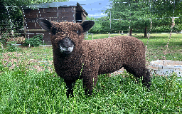Sheep livestock for sale: Coloured Ryeland Wether Lambs - Image 1