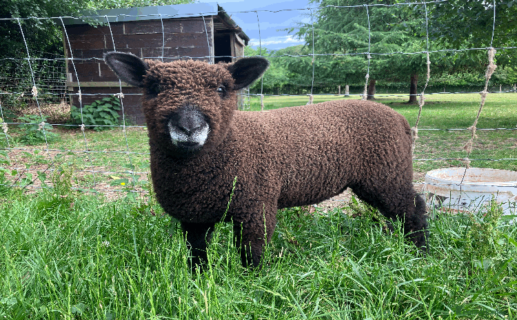 Sheep livestock - Advert 11