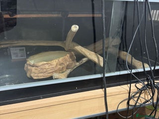 Snake reptiles - Advert 21