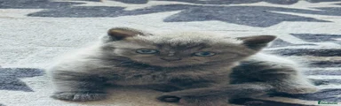 British Shorthair 3